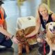 10 Airlines that allows large dogs in cabin